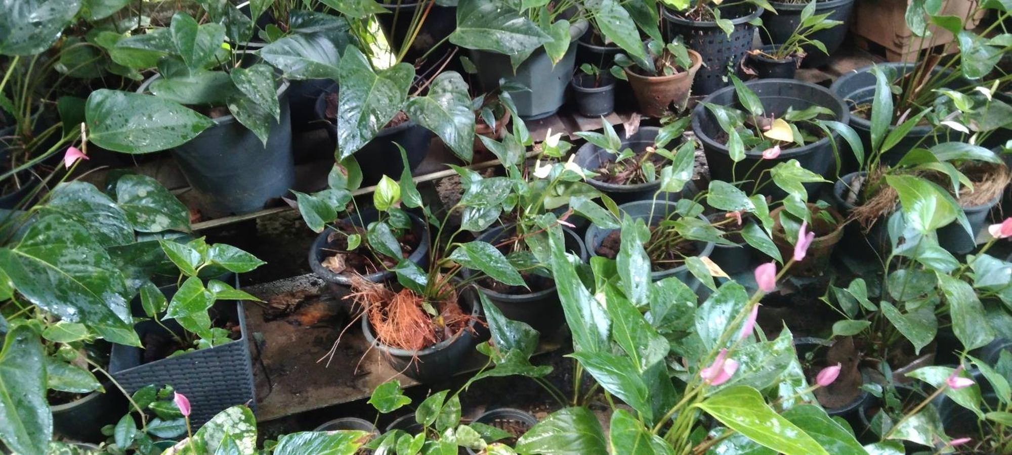 Kanneliya Eco Garden Hotel Koralegama Luaran gambar
